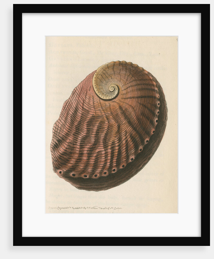 'Red earshell' [Blacklip abalone] by Richard Polydore Nodder