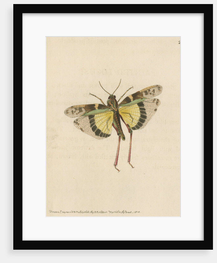 'Painted locust' [Yellow-winged locust] by Richard Polydore Nodder