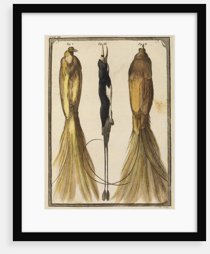 Two specimens of the Bird-of-Paradise by T Cole