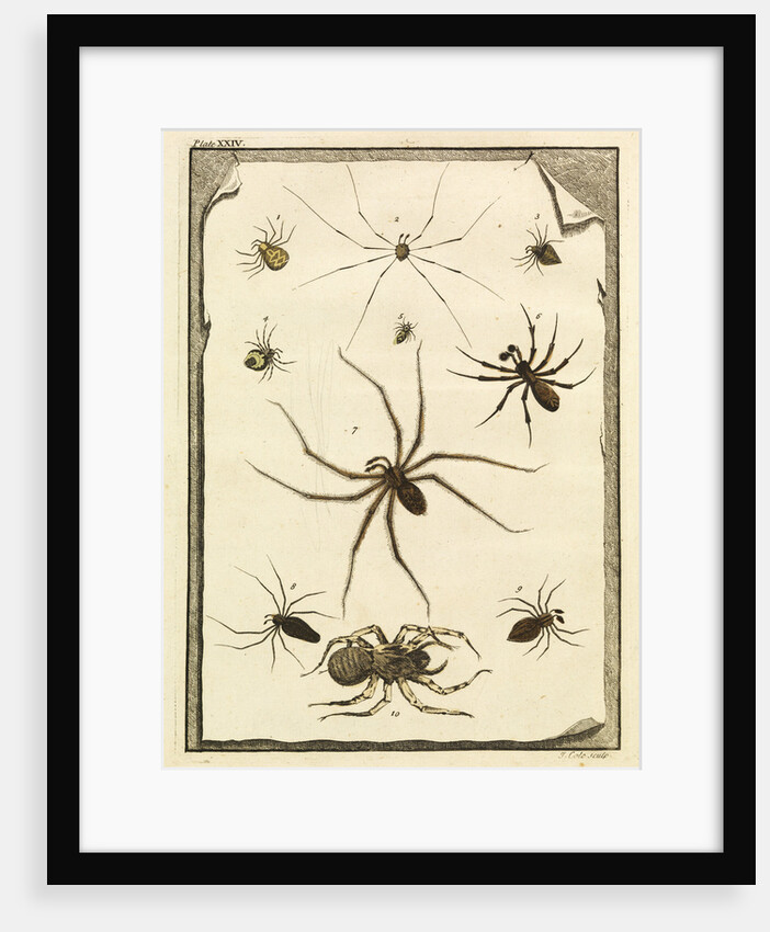 Ten specimens of spiders by T Cole