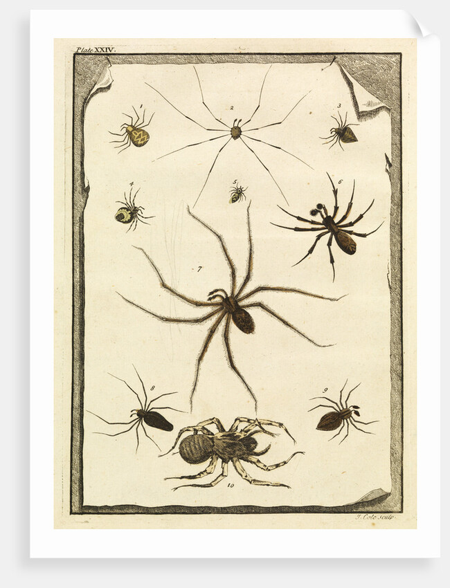 Ten specimens of spiders by T Cole