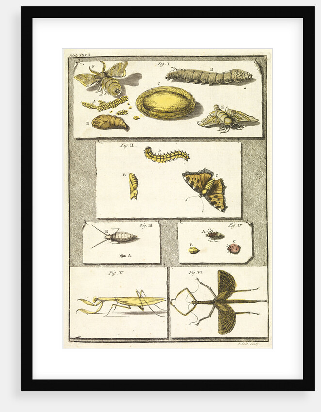 Studies of the silk worm and other insects by T Cole