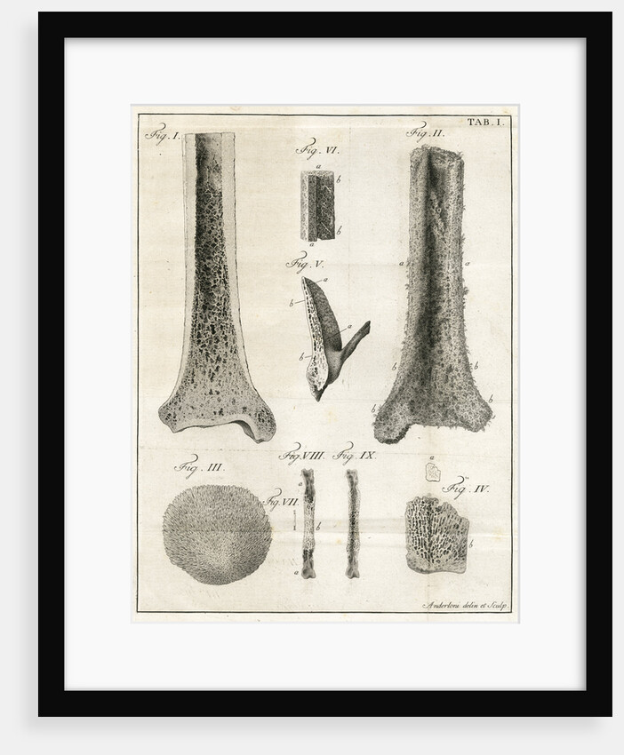 The Tibia by Faustino Anderloni