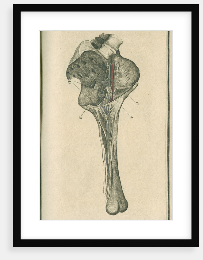 'The superficial lymphatic vessels of the left lower extremity' by unknown