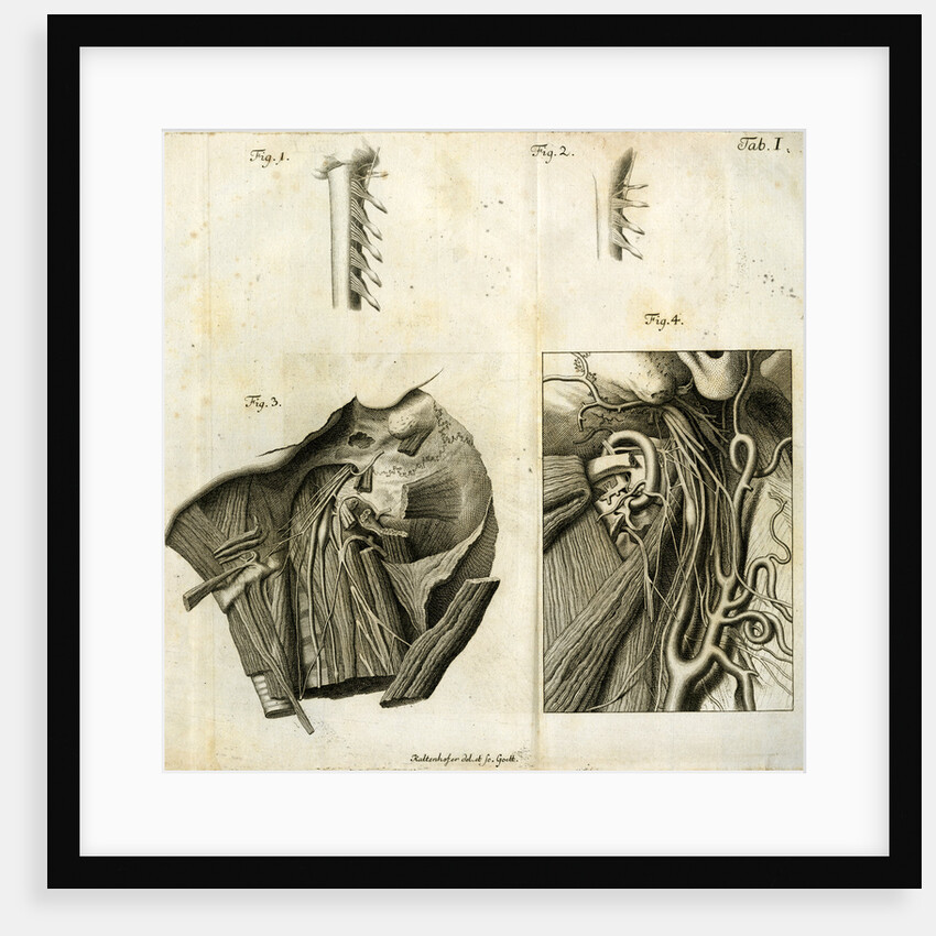 Details of the anatomy of the head and neck by Goett