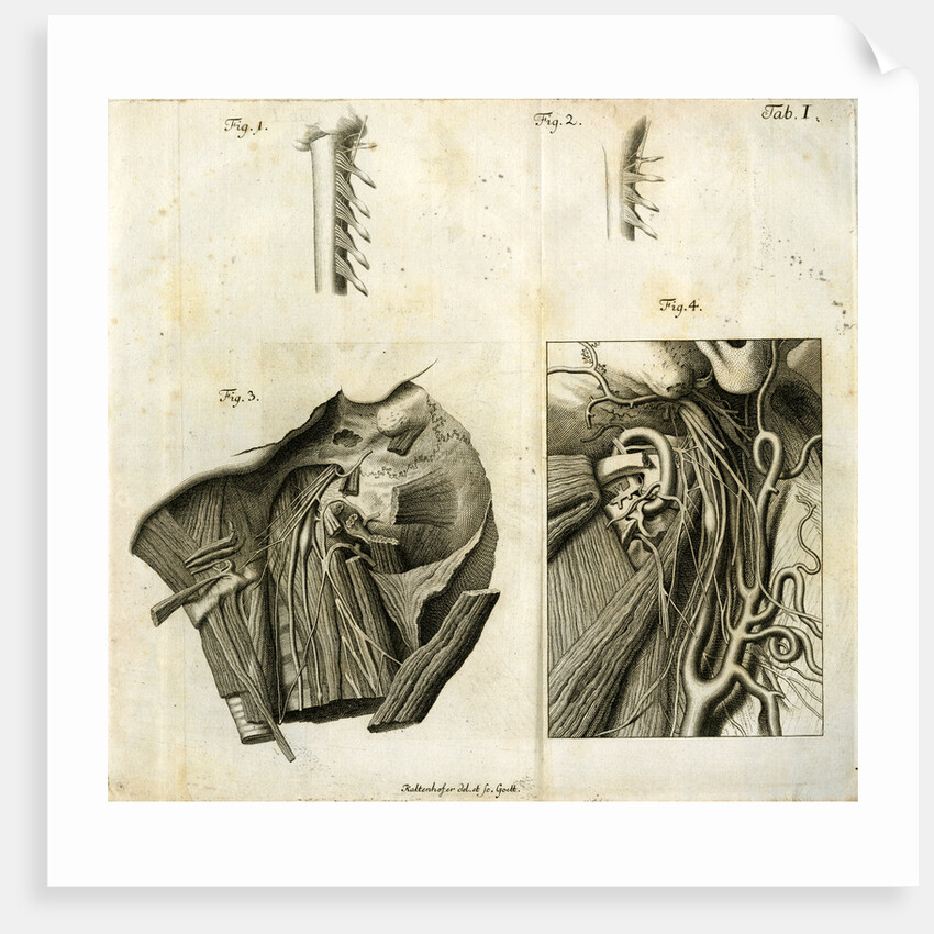 Details of the anatomy of the head and neck by Goett