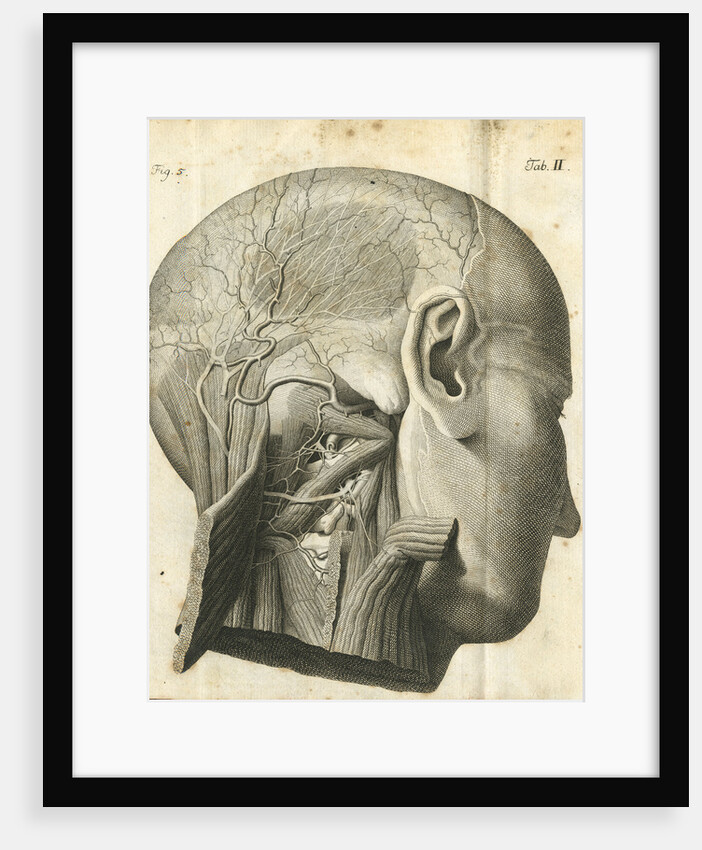 The anatomy of the neck and back of the head by unknown