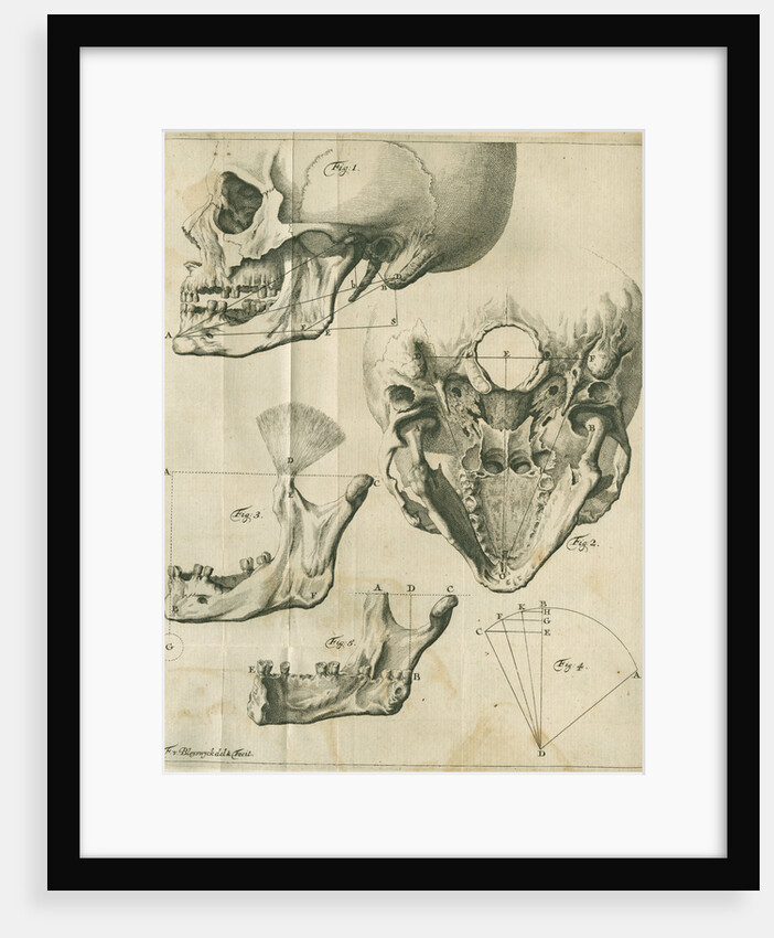 Views of the skull and jaw by Françoise van Bleyswyck