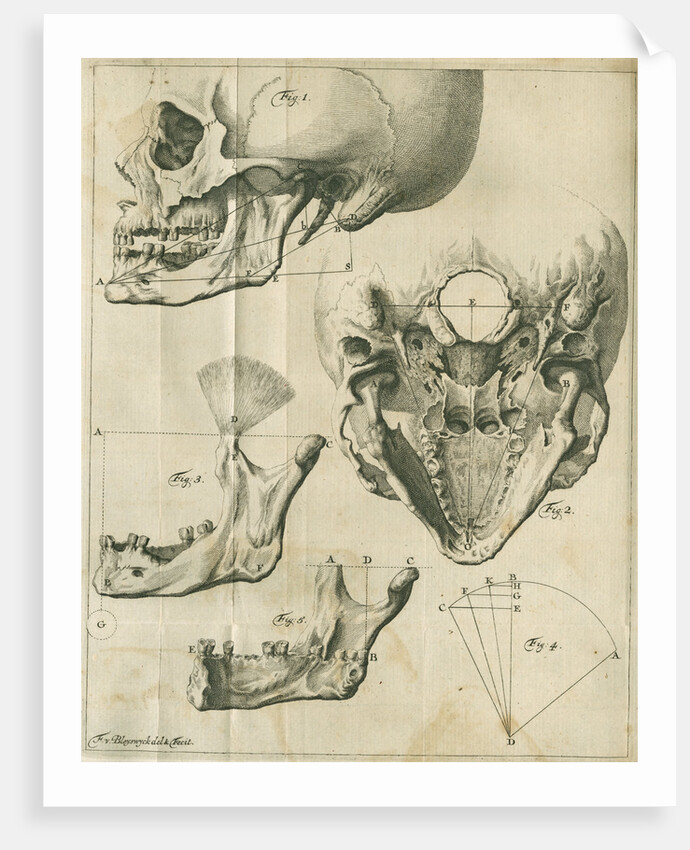 Views of the skull and jaw by Françoise van Bleyswyck