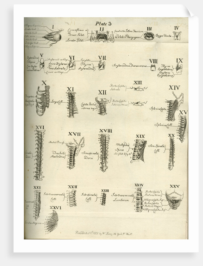 Muscles of the human head, neck and spine by Joseph Constantine Carpue