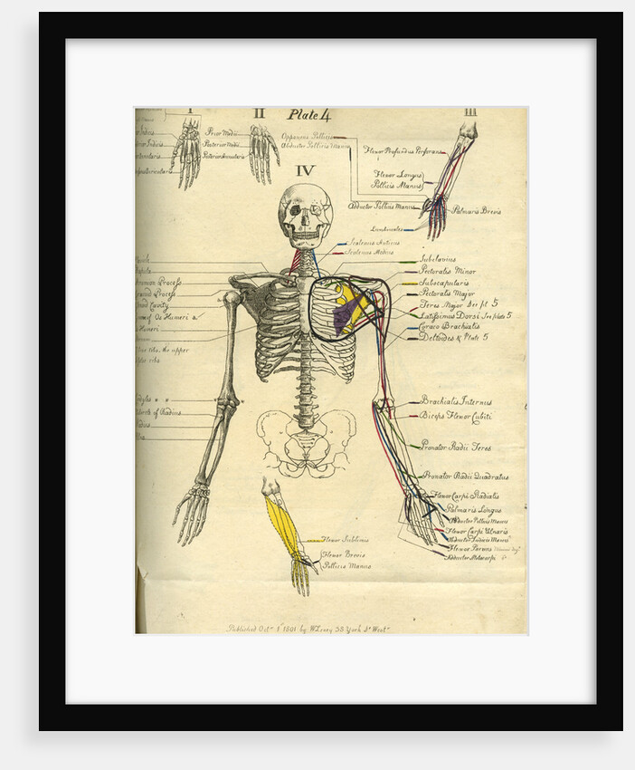 Muscle distribution of the upper body (front) by Joseph Constantine Carpue