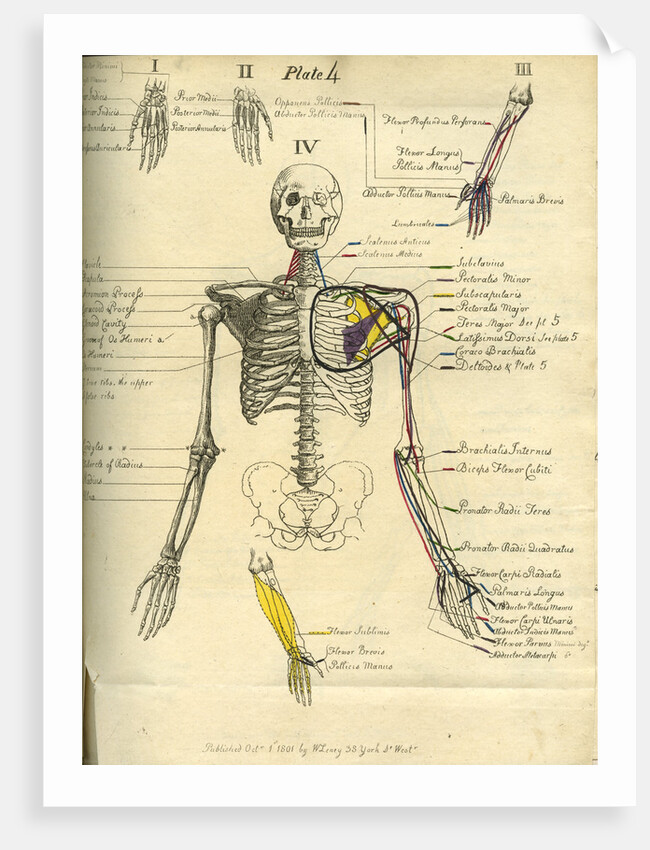 Muscle distribution of the upper body (front) by Joseph Constantine Carpue