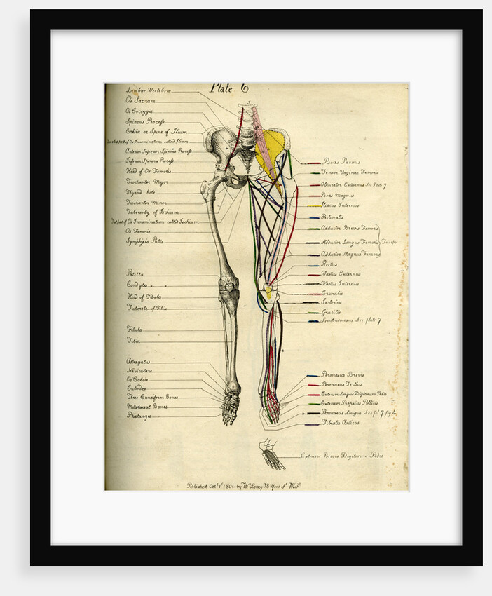 Muscle distribution of the lower body (front) by Joseph Constantine Carpue
