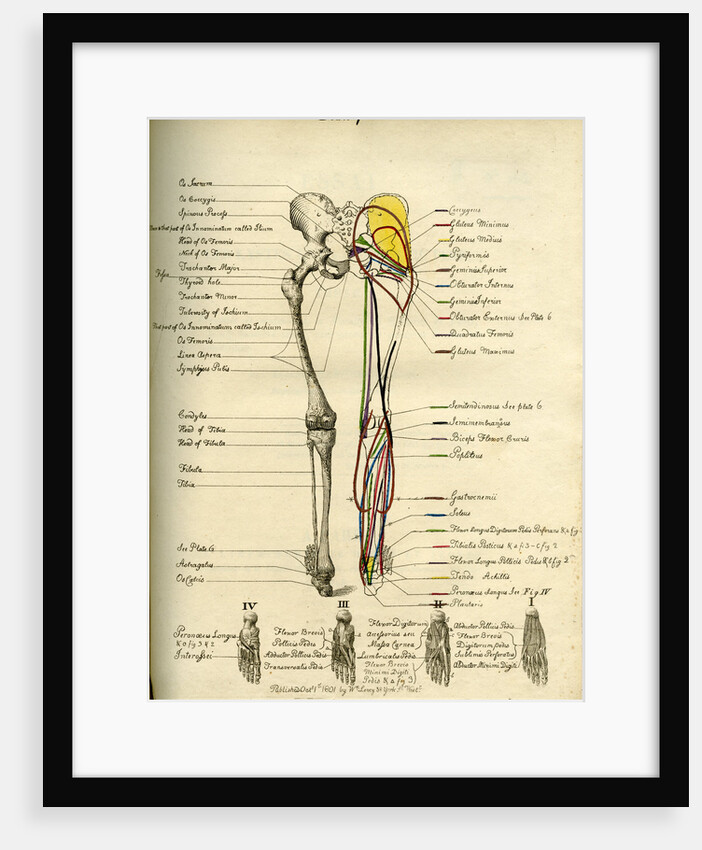 Muscle distribution of the lower bod(back) by Joseph Constantine Carpue