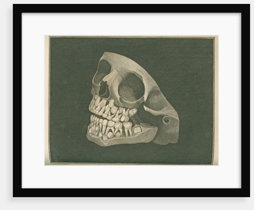 The two sets of teeth at six years of age by Parks