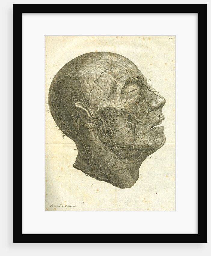 Veins of the human head by unknown