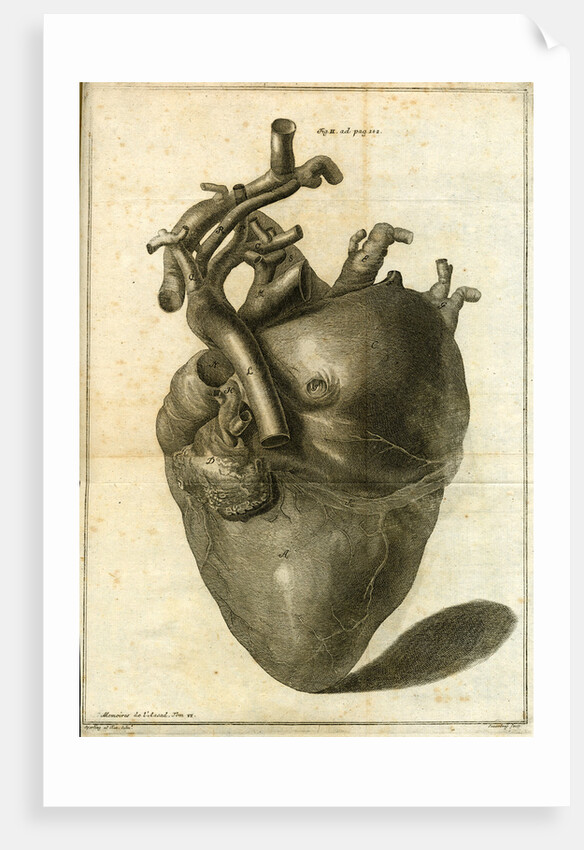 A human heart by Sauerbrey