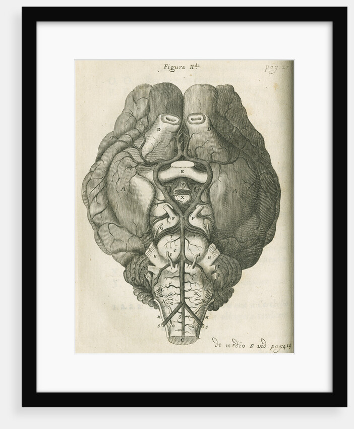 The base of a sheep's brain by unknown