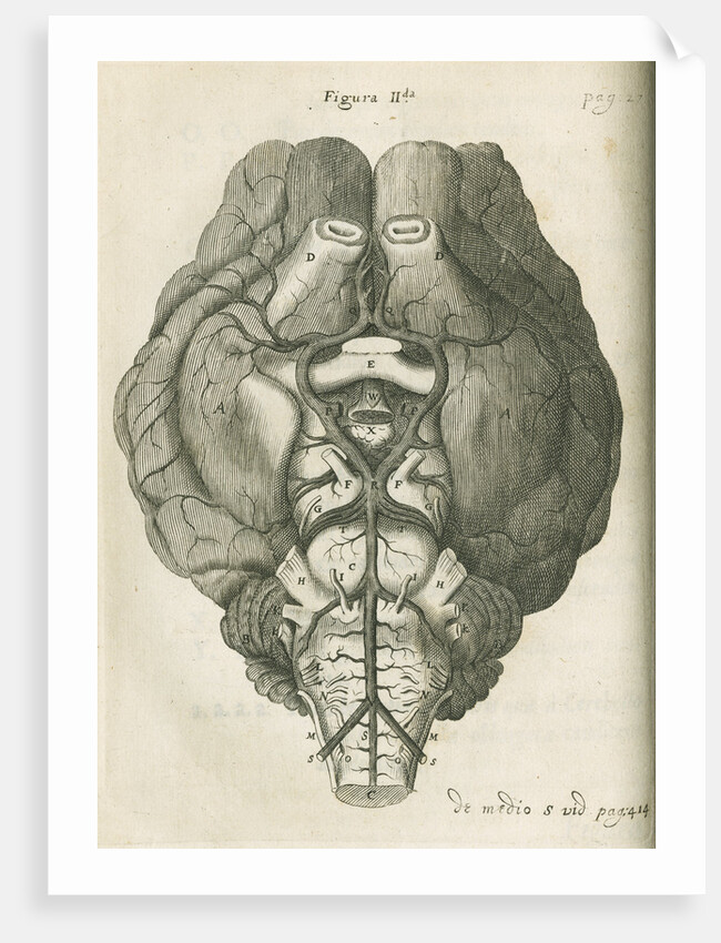 The base of a sheep's brain by unknown