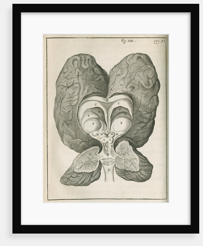 The base of the human brain by unknown