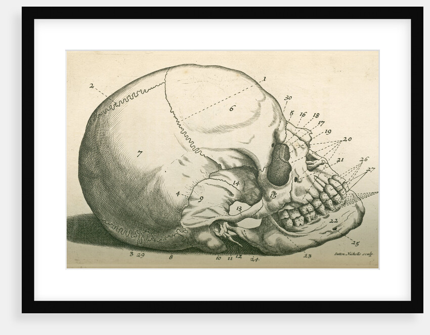 The bones of the head by Sutton Nicholls