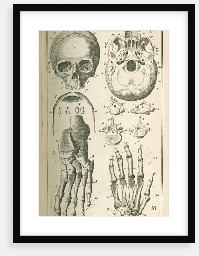 'The fore view of the skull' by Sutton Nicholls