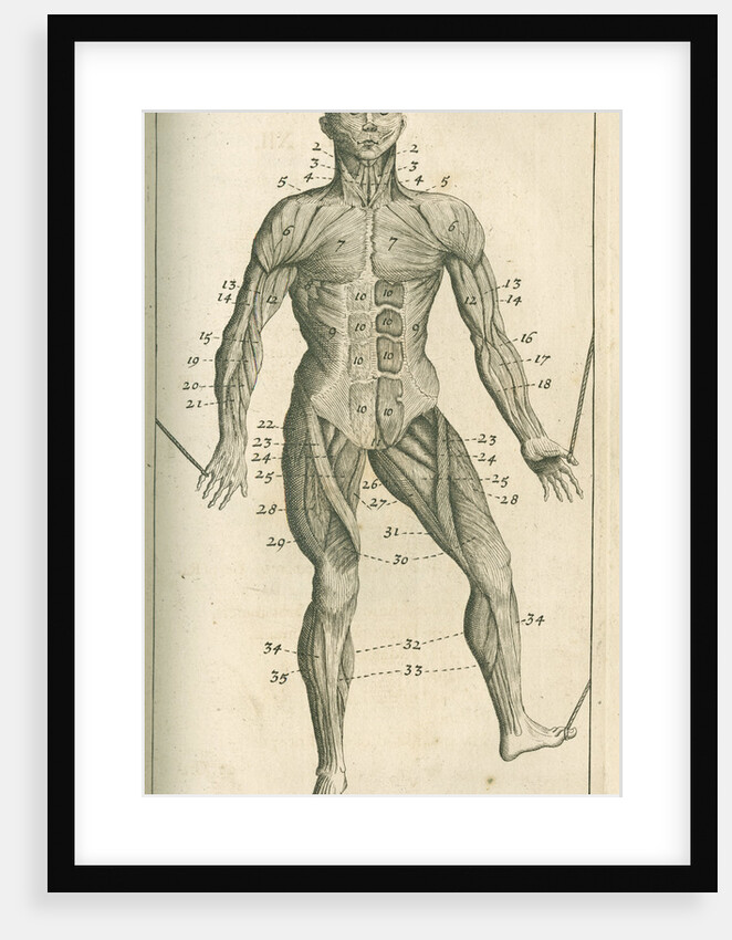 The muscles of the human body (front) by Sutton Nicholls