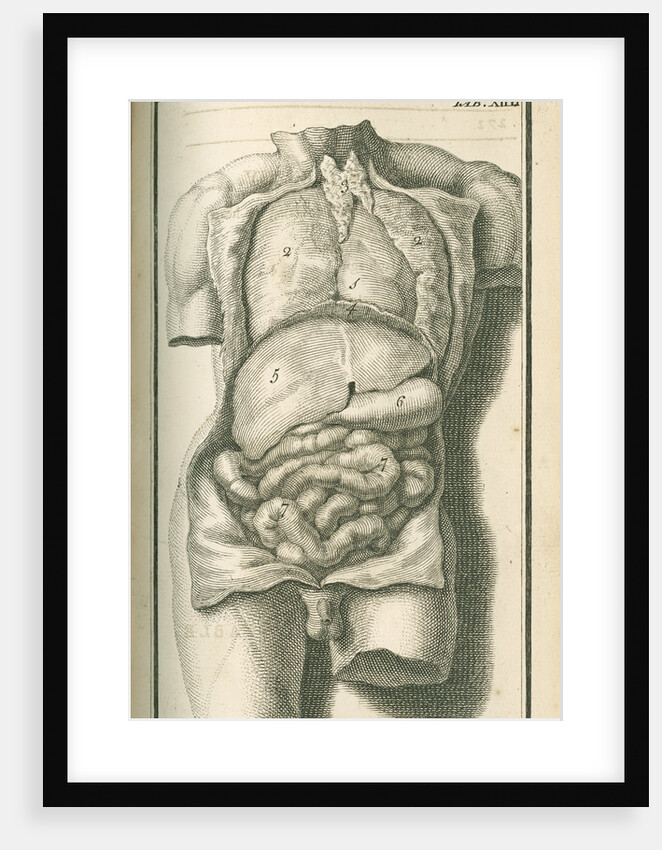 The internal organs by Gerard Vandergucht