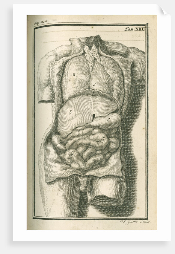 The internal organs by Gerard Vandergucht