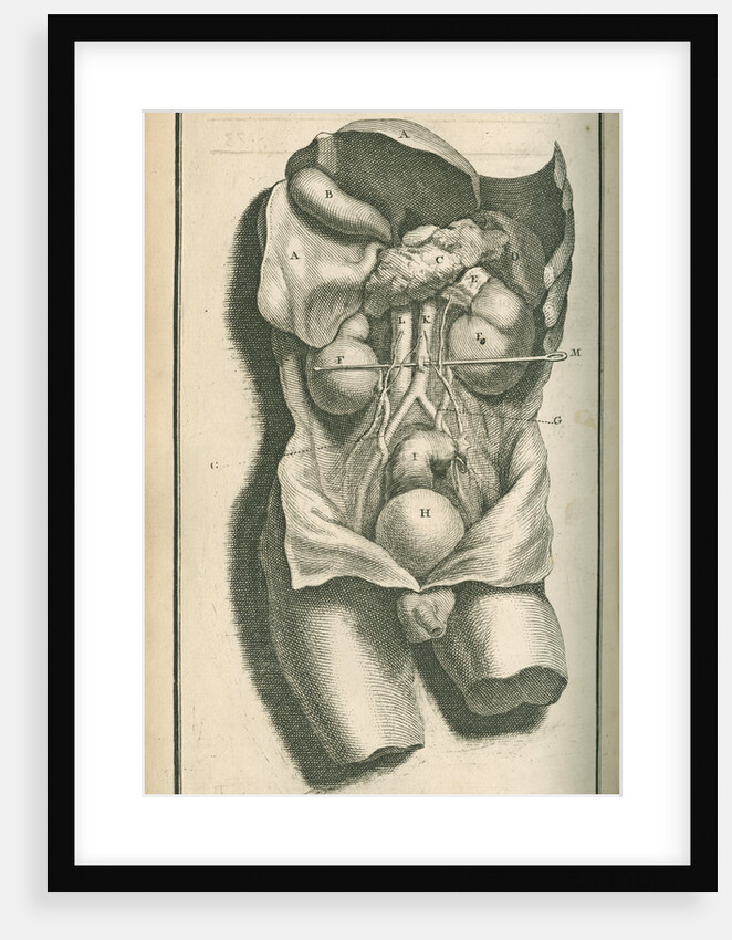 The internal organs by Gerard Vandergucht