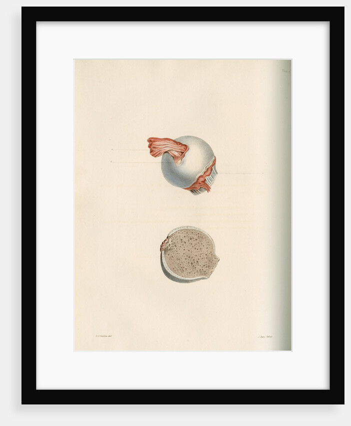 The head of the femur by J Perry