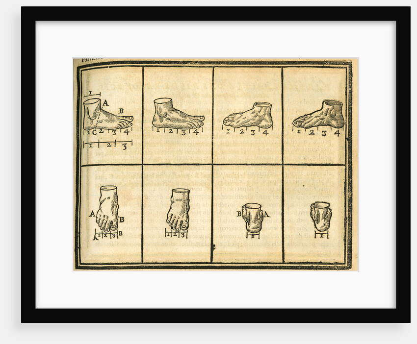 Proportions of the foot by unknown