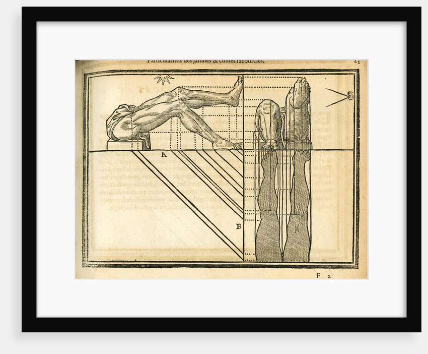 Proportions of the legs by unknown