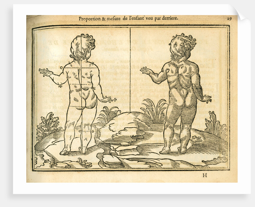 Proportions of a child (back view) by unknown