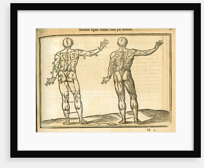 Proportions of a man (back view) by unknown