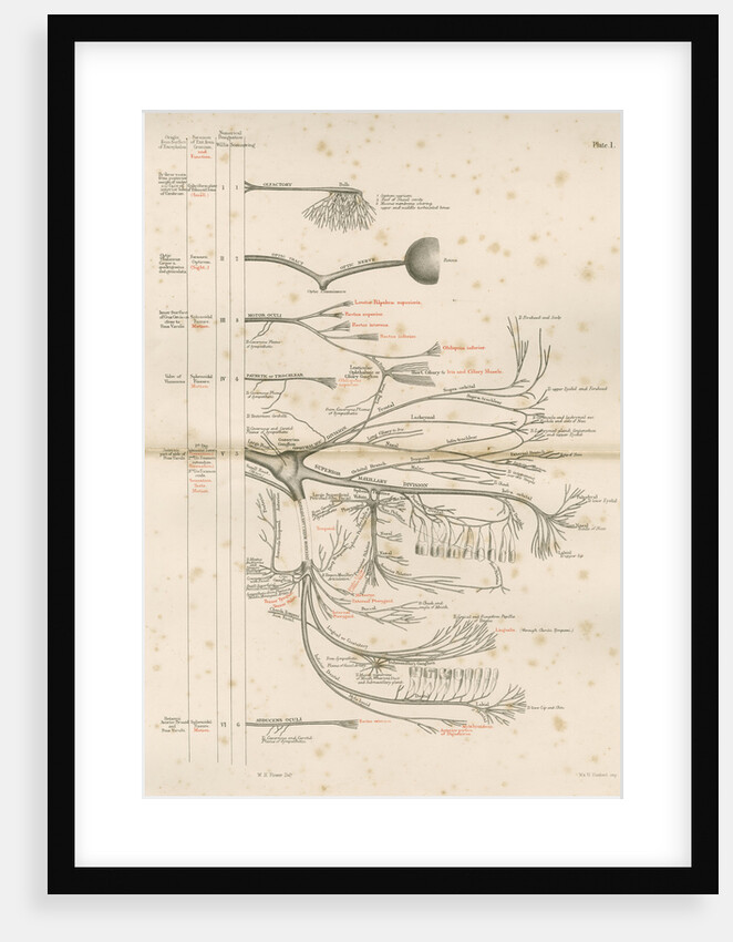 'The Cranial Nerves' by M & N Hanhart