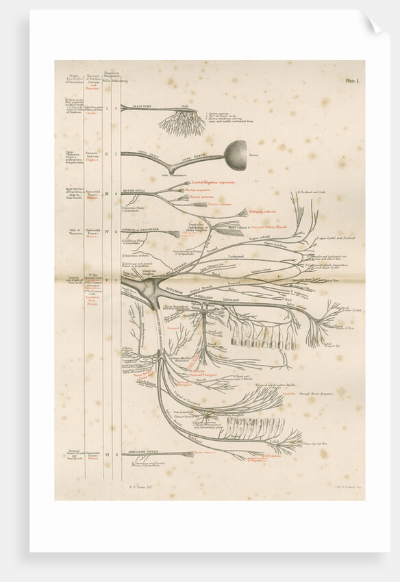 'The Cranial Nerves' by M & N Hanhart