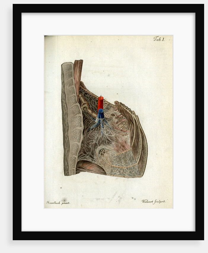 Serous membrane (lungs) by Walwert