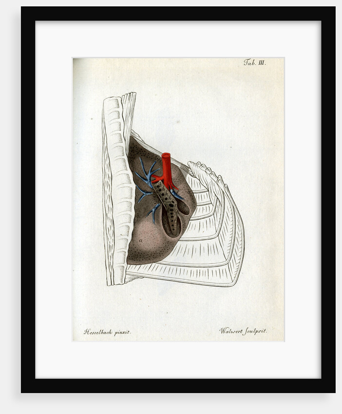 Lungs and pulmonary artery by Walwert
