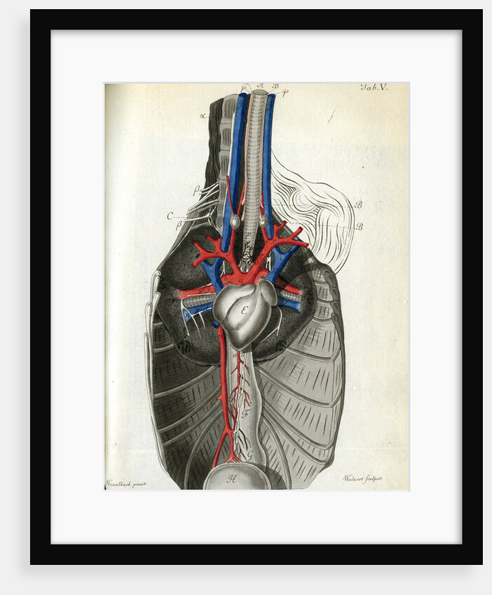 View of the chest cavity by Walwert