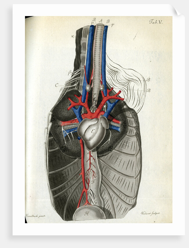 View of the chest cavity by Walwert