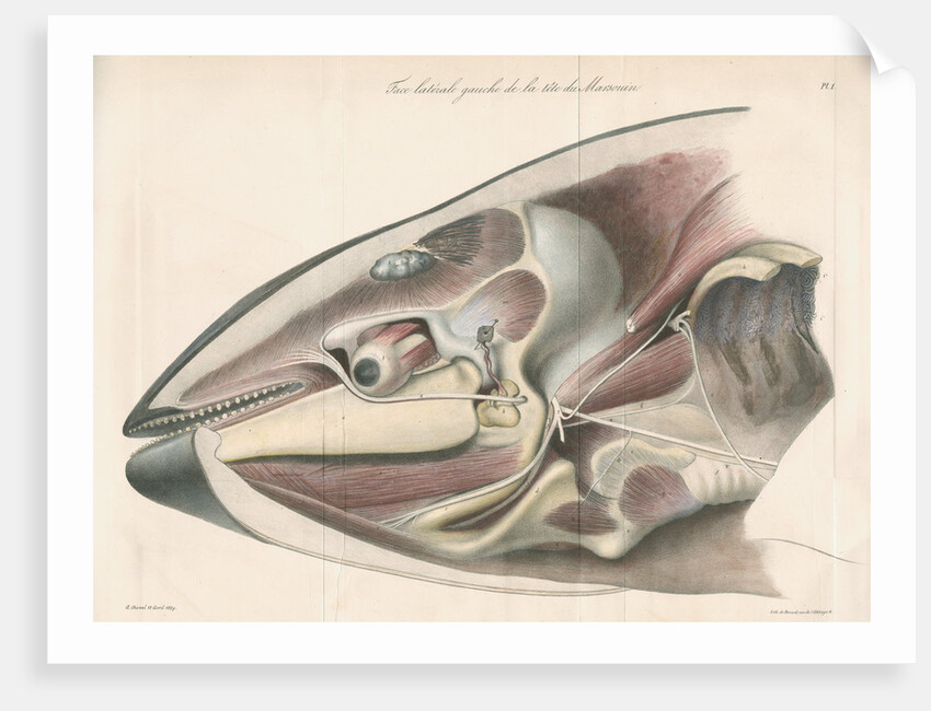 Dissected head of a porpoise by Antoine Toussaint de Chazal