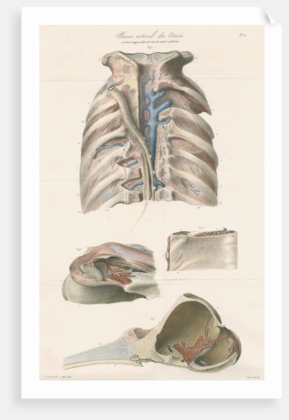Dissected thorax and skull of a porpoise by Antoine Toussaint de Chazal