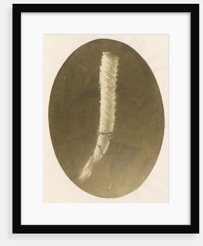 Venus's flower basket by unknown