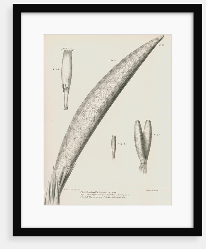 Specimens of Euplectella [Venus's flower basket] by C L G