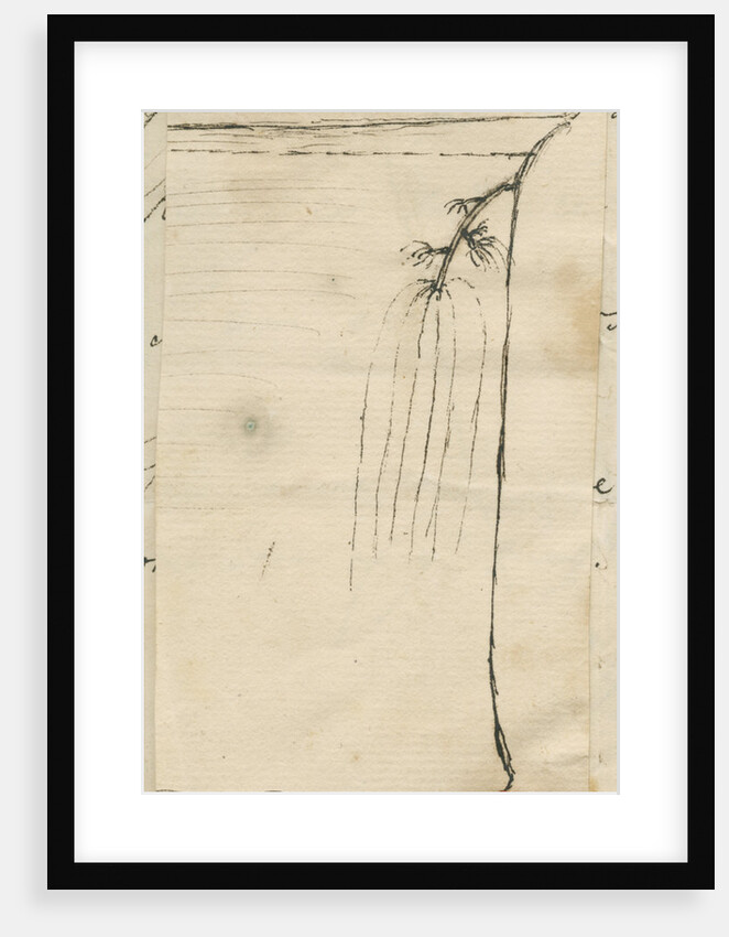 Freshwater hydra by Charles John Bentinck