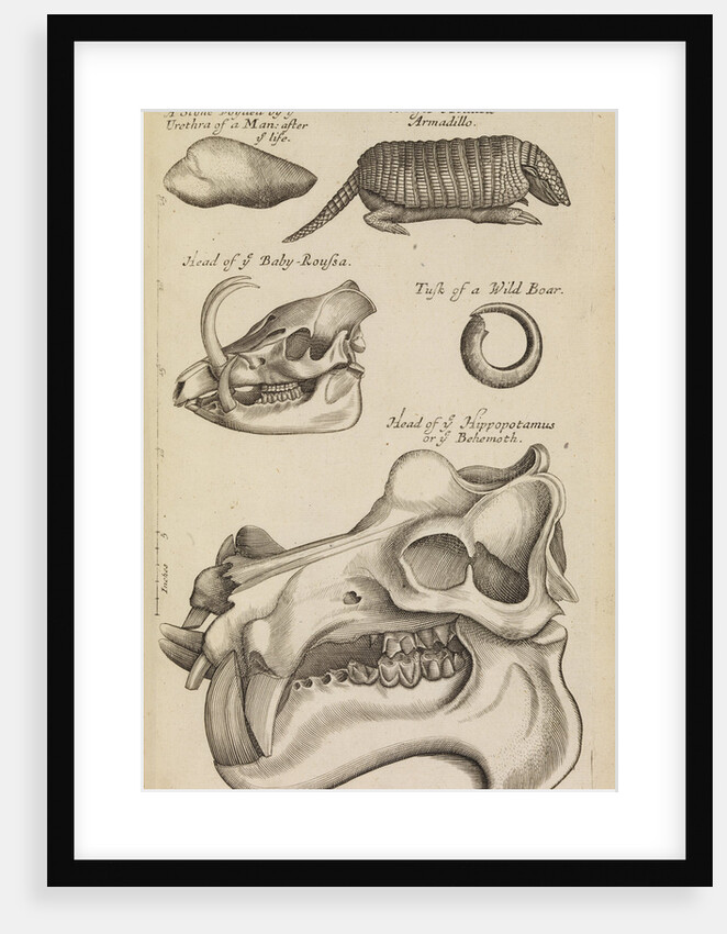 A hippopotamus skull in the Royal Society's Repository by Anonymous