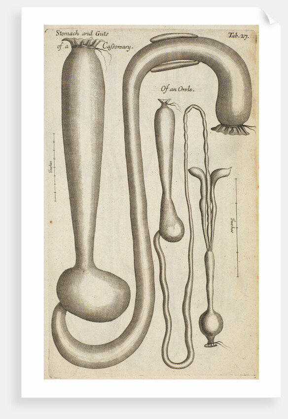 The stomach and guts of a cassowary and an owl by Anonymous