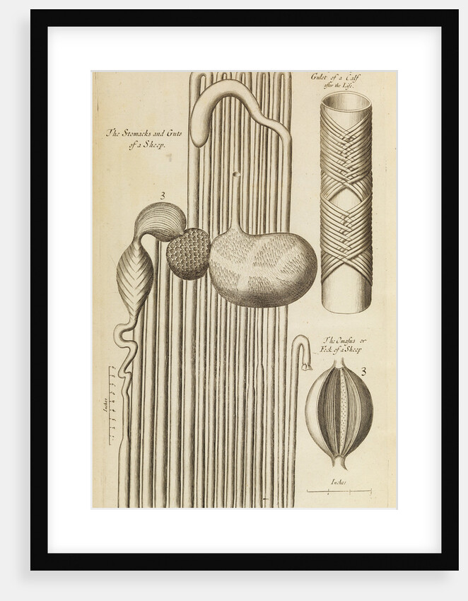 The stomach and guts of a sheep and the gullet of a calf by Anonymous