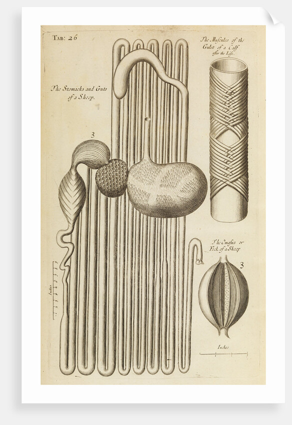 The stomach and guts of a sheep and the gullet of a calf by Anonymous